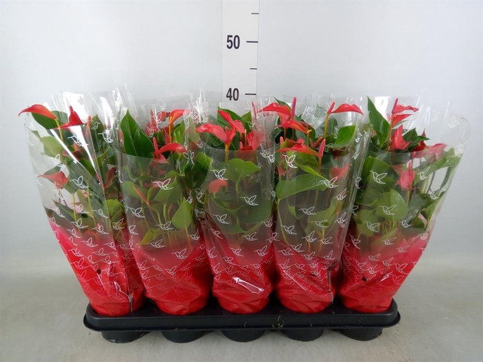 <h4>Anthurium 'Trillions Red'</h4>