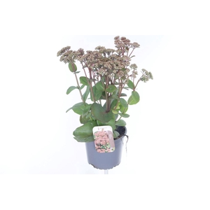 Sedum Matrona