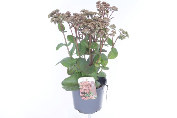 <h4>Sedum Matrona</h4>