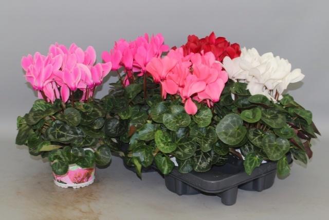 <h4>CYCL GR SUP XL</h4>