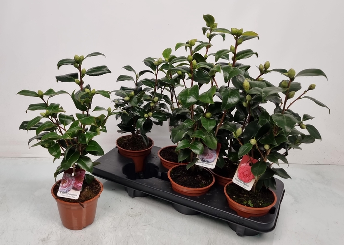 <h4>CAMELLIA JAPONICA</h4>