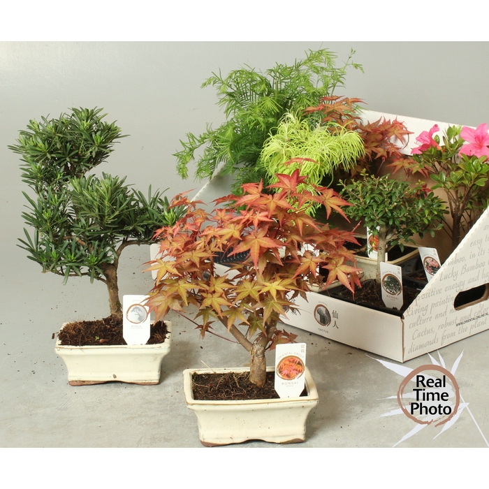 <h4>BONSAI GEM</h4>
