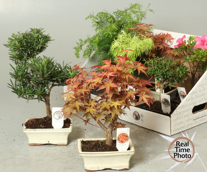 <h4>BONSAI GEM</h4>