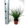 Carex brunnea
