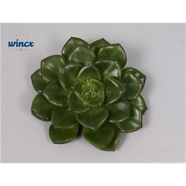 <h4>Echeveria Affinus Cutflower</h4>