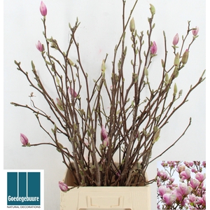 MAGNOLIA GRANDIFLORA