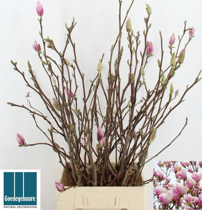 <h4>MAGNOLIA GRANDIFLORA</h4>