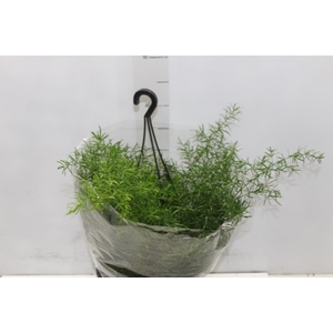 ASPARGO ALFINETE C21