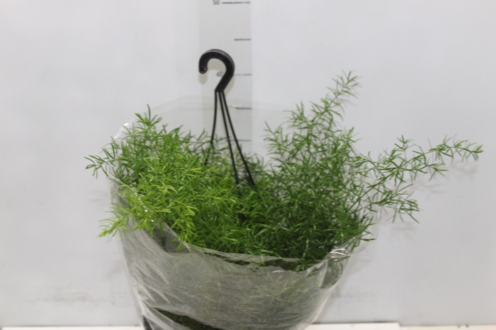 <h4>ASPARGO ALFINETE C21</h4>
