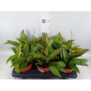 Hoya krohniana 'Black Leaves'