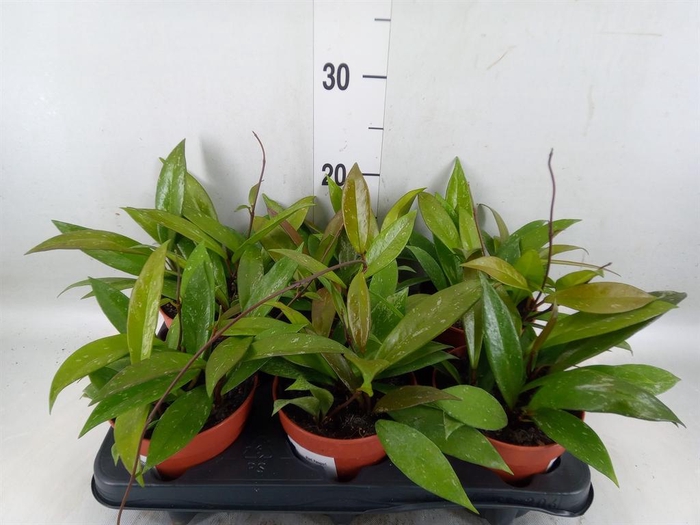 <h4>Hoya krohniana 'Black Leaves'</h4>