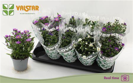 <h4>Aste Starl Gem</h4>