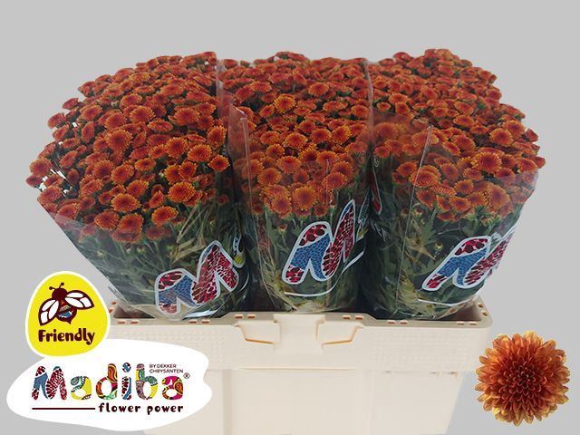 <h4>CHR SAN MADIBA ORANGE TYOLO CHR S M</h4>