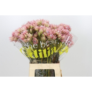 Blushing Bride Pink 6/9 Flowers