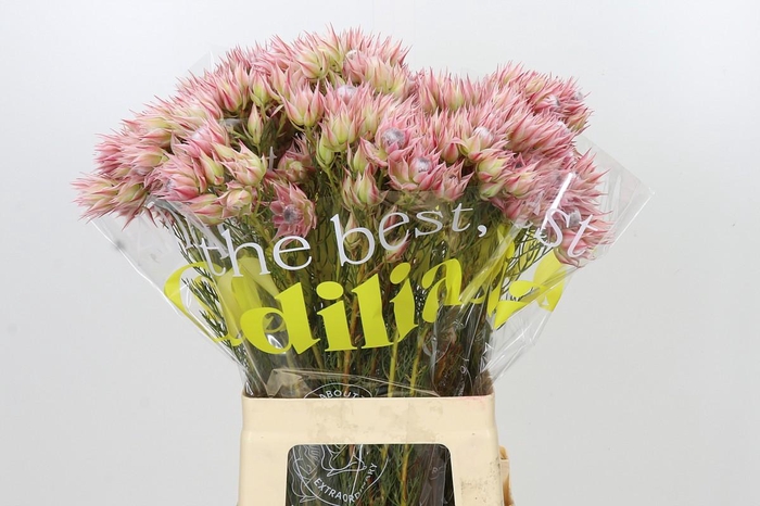 <h4>Blushing Bride Pink 6/9 Flowers</h4>