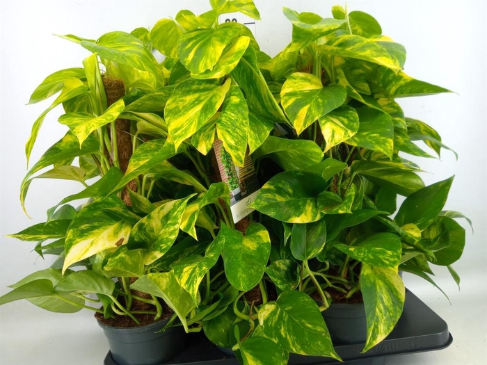 <h4>Epipremnum pinn.   ...moss stick</h4>