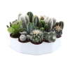 Cactus gemengd mini Ronde tray, CA5003