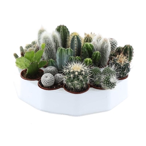 Cactus gemengd mini Ronde tray, CA5003