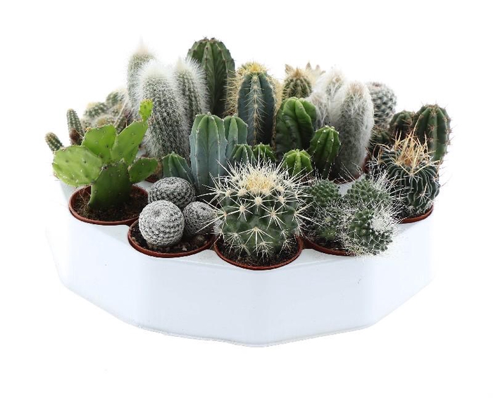 Cactus gemengd mini Ronde tray, CA5003