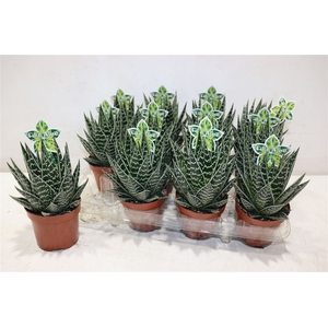 Aloe Tiki Tahi