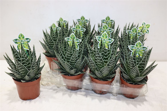 <h4>Aloe Tiki Tahi</h4>