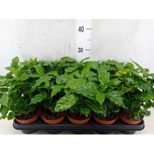 Coffea arabica