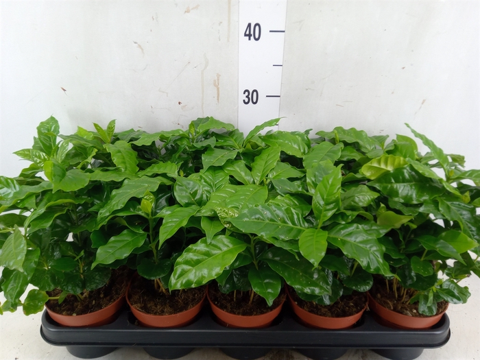<h4>Coffea arabica</h4>