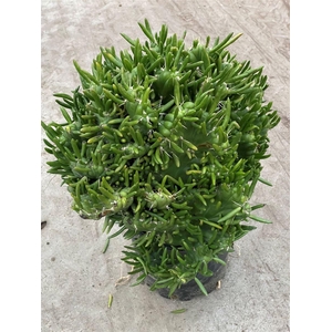 Austrocylindropuntia subulata