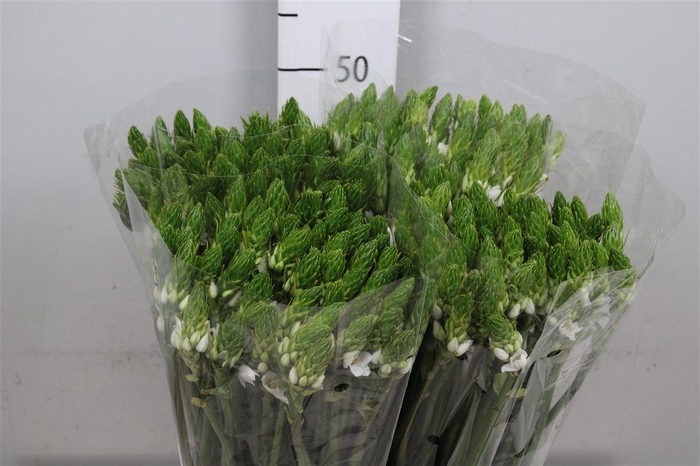 <h4>Ornit Thyrsoides</h4>