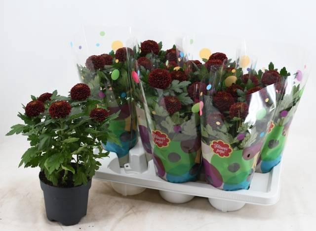 <h4>CHRYS FP RED</h4>