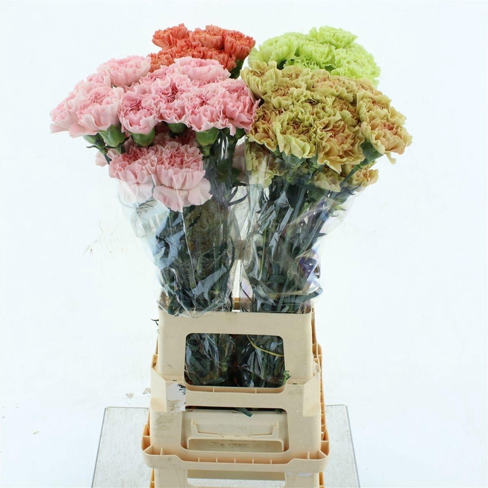 <h4>DI ST WEDDING</h4>