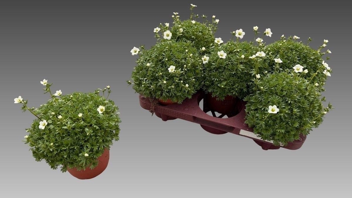 Saxif Ar Marto White