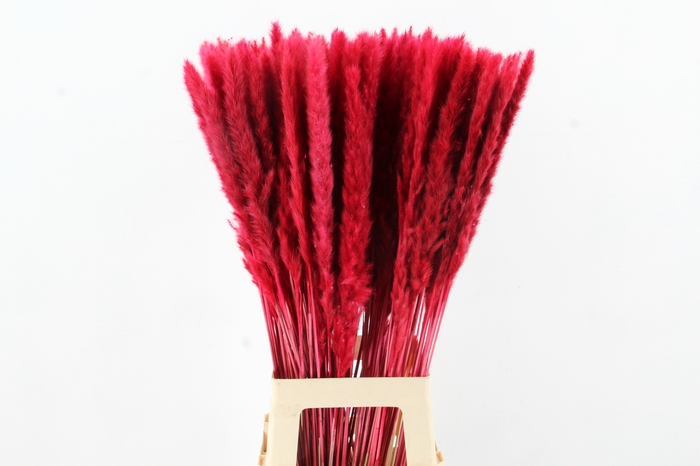 DF Pampas Silvy Bs 10pc Red