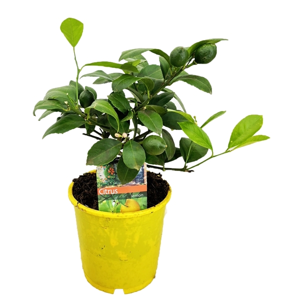 <h4>Citrus lemon</h4>