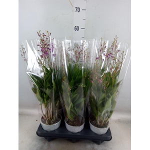 Dendrobium  'Berry Oda'