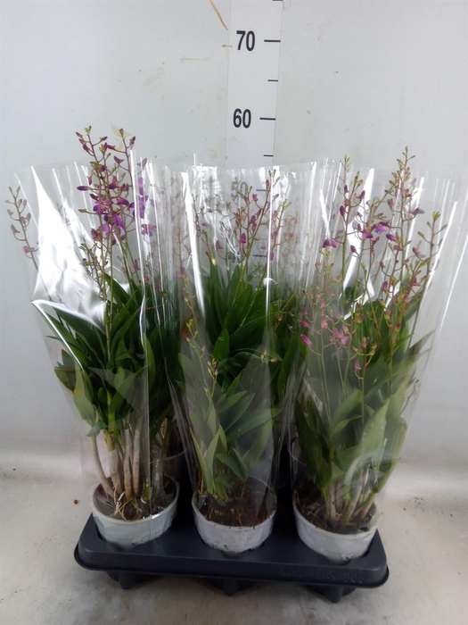 <h4>Dendrobium  'Berry Oda'</h4>