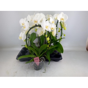 Phalaenopsis  'Ant Glasgow'
