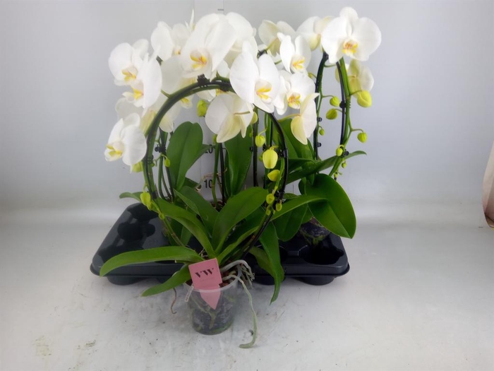 <h4>Phalaenopsis  'Ant Glasgow'</h4>
