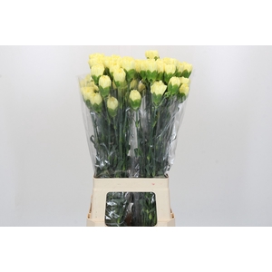 Dianthus St Ilias