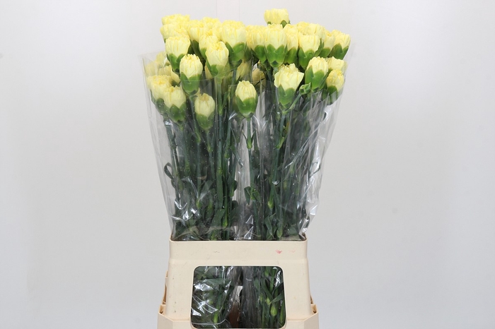 <h4>Dianthus St Ilias</h4>