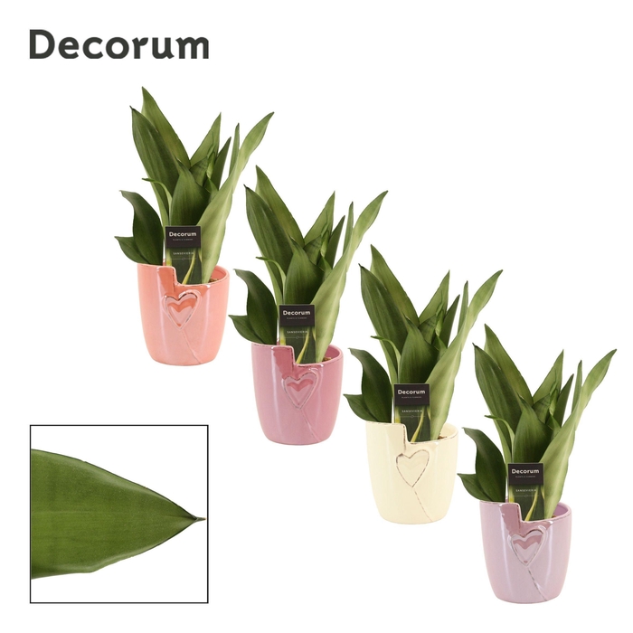 <h4>Sansevieria Moonshine 12 cm in Joa (Special moods-collection)</h4>