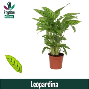 Calathea 12cm Leopardina Rhythm of Nature