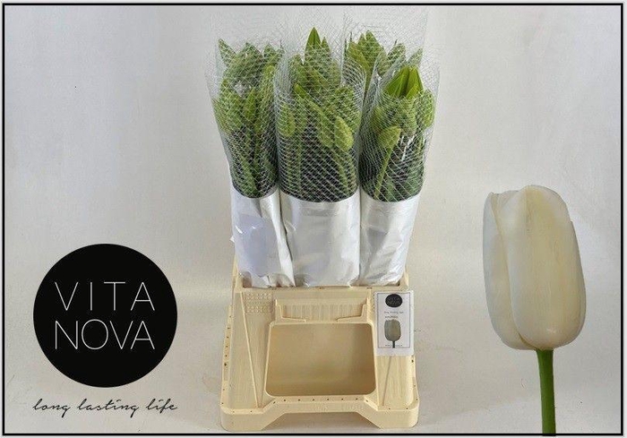 <h4>TU EN MAUREEN</h4>