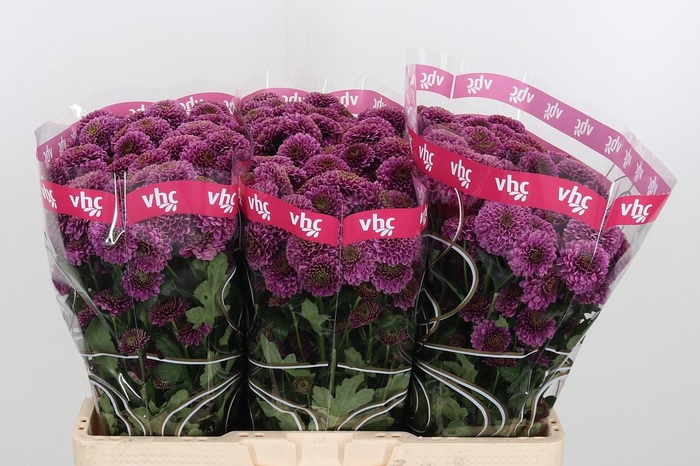 <h4>Chr San Aaa Doria</h4>