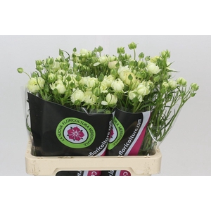 Ranunculus Moderna Galaxy