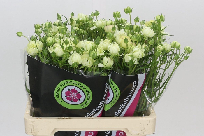 <h4>Ranunculus Moderna Galaxy</h4>