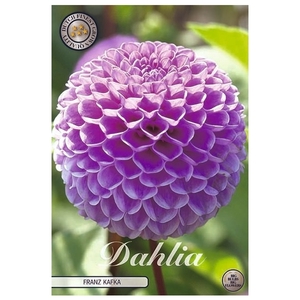 Dahlia Franz Kafka x1