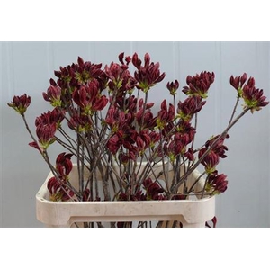 Rhododendron Red