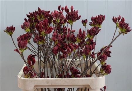 <h4>Rhododendron Red</h4>