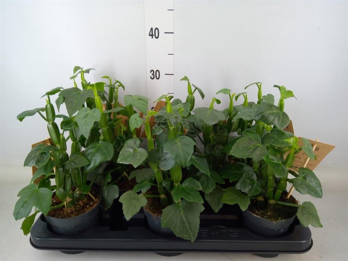 <h4>Planten ... L%</h4>